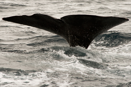 A whales tail