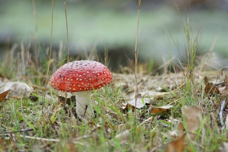 Rood met witte stippen