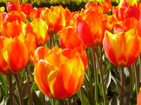 Gloeiende tulpen