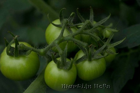 trosje tomaten