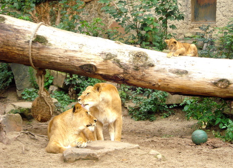 Leeuwen met welpje in Artis