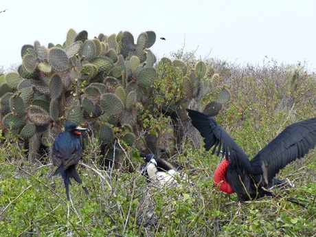 Fregatvogels leefgebied