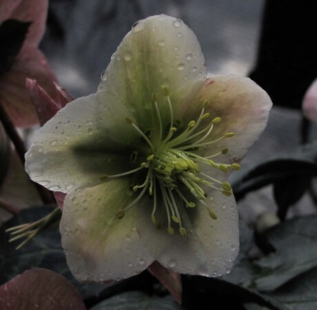 Helleborus