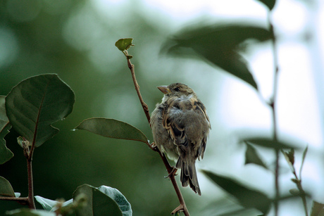 Vogel aan het rusten