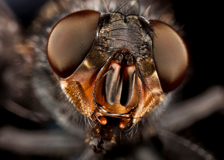 Blauwe bromvlieg - Calliphora vomitoria