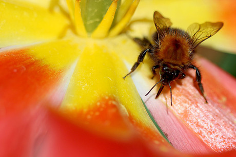 Macrofotografie hommel