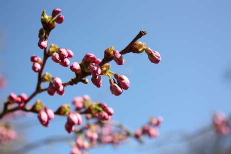 Bloesemboom Keukehof