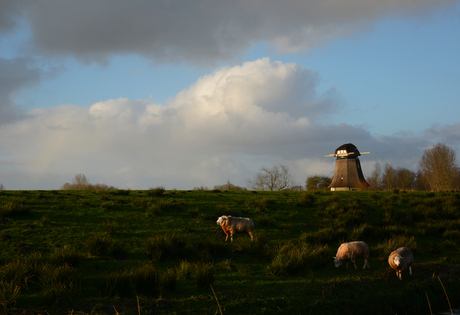 schapen op de veenhoop
