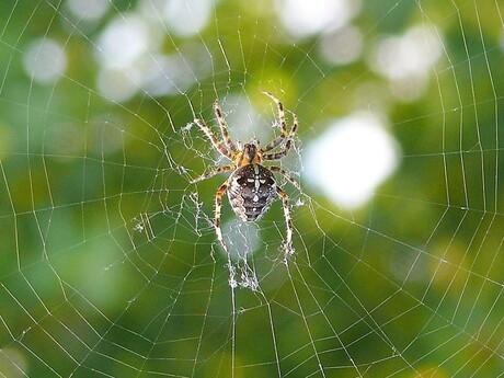 spinnetje in je web