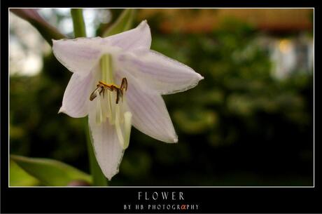 HB Heart of the Flower