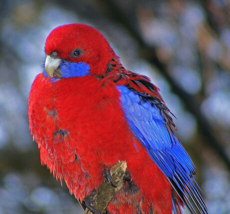 rosella