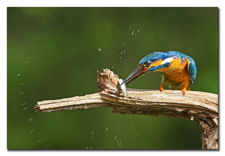 Kingfisher