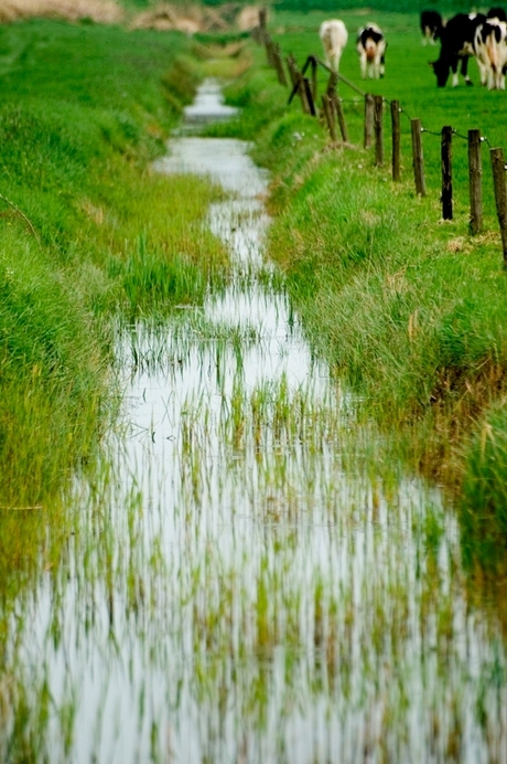 Slootje gras