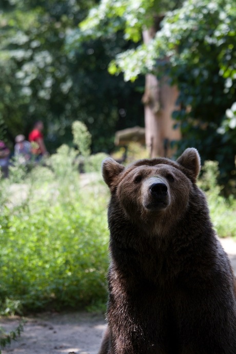 nieuwsgierige beer
