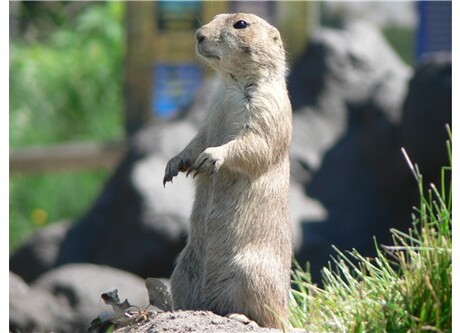 Prairie hondje staat op wacht