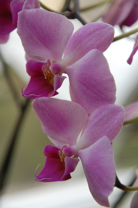 orchide