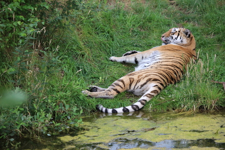 Tiger cooling down