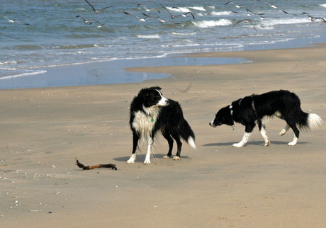 Jack en Glenn op het strand