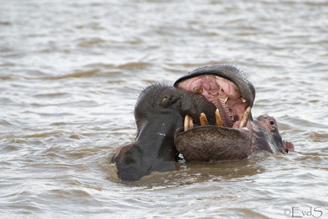 Nijlpaardengevecht