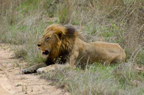 Prachtige leeuw gespot