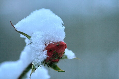 sneeuwroos, bewerkt