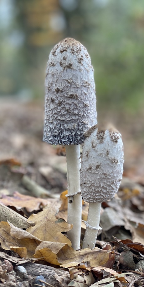 Als de paddenstoelen groeien..