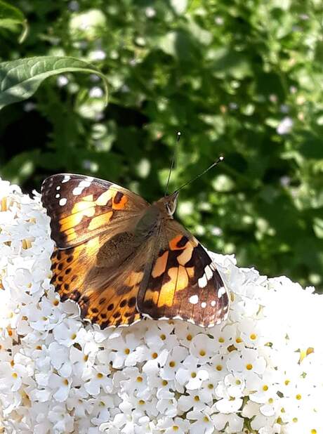 Distelvlinder in de tuin