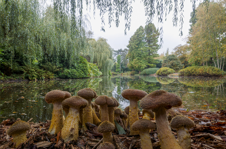 Paddenstoelen in Heempark