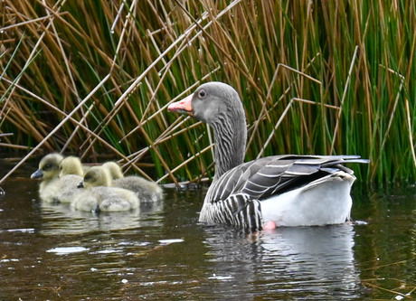 Grauwe gans met jonkies