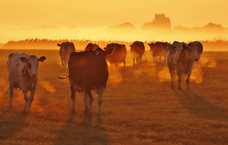 Dampende koeien bij mistig ochtendgloren