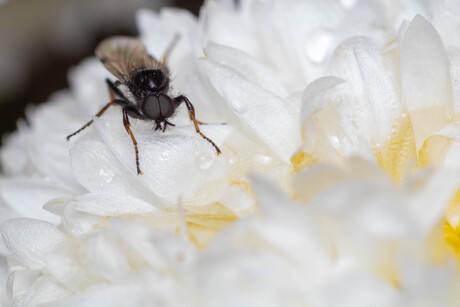 Vroege rouwvlieg op een bloem