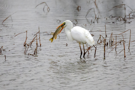 Grote zilverreiger met vangst