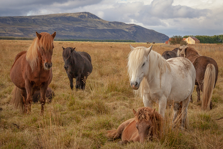 IJslandse Wilde Paarden