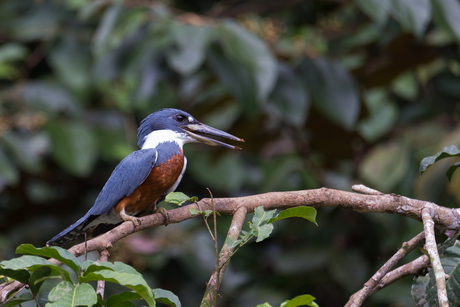 Amazon KingFisher.