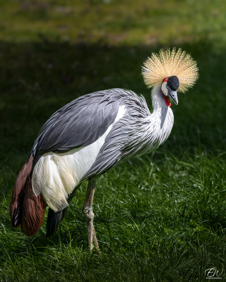 Grijze kroonkraanvogel 