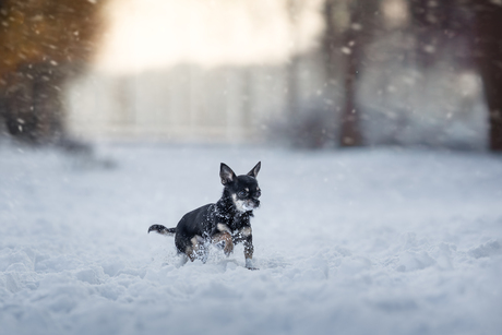 Chihuahua trotseert de sneeuw