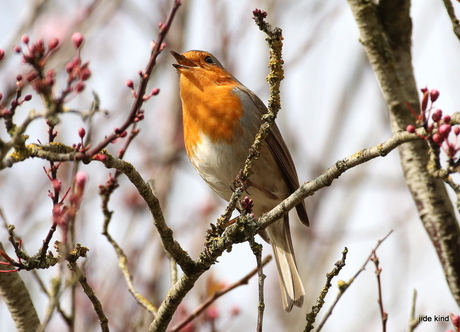 roodborst