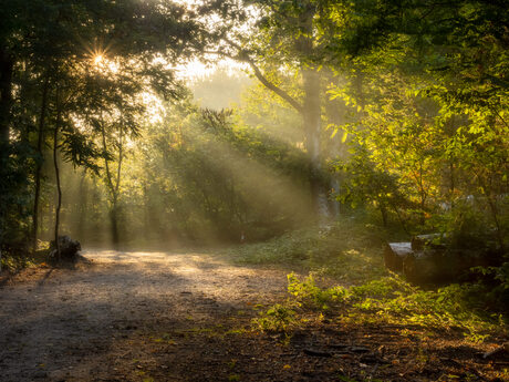 Zonsopgang Clinge Bossen