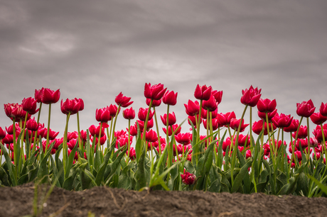 Tulpen