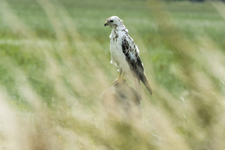 Buizerd