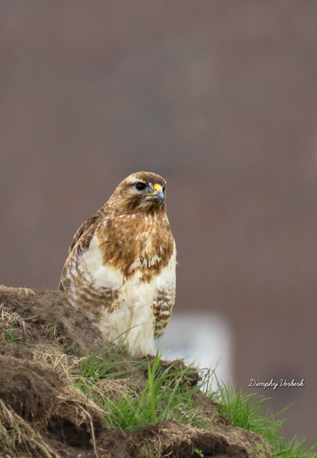 Buizerd 