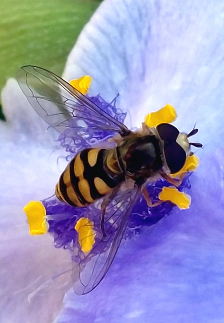 Terrasjeskommazweefvlieg