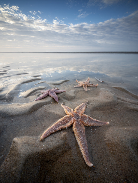 Sea stars