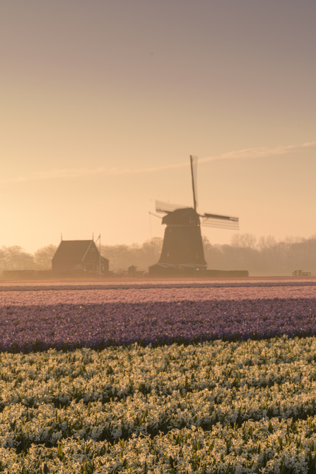 Molen in ochtendlicht