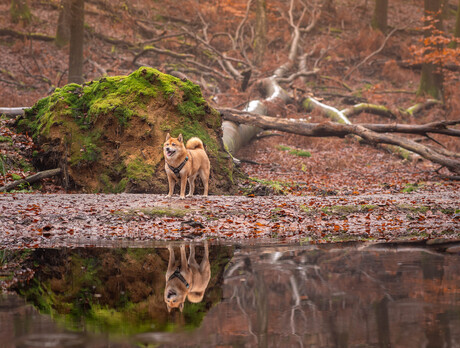 Weerspiegeling 