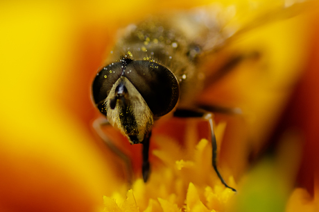 hommel op Afrikaantje