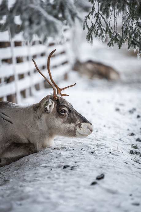 Tussen de rendieren op de rendieren-boerderij in Kuusamo