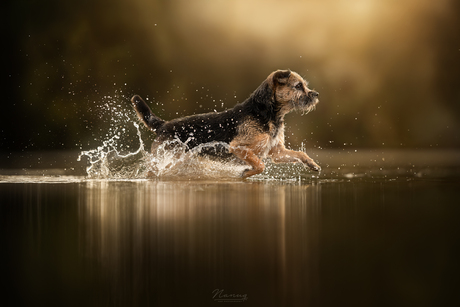 Splash