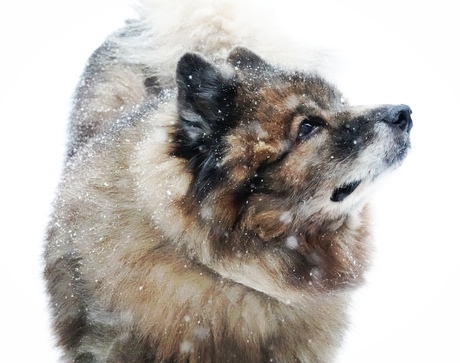 Onze Storm in de sneeuw 