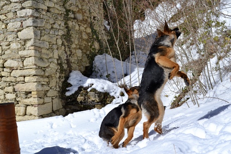 Dogs in the snow